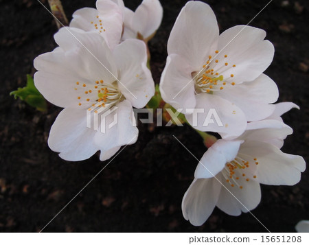 图库照片: 从树干樱花. 查看全部