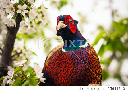 Close up photo of pheasant 15651240