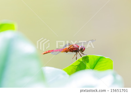 Shoujo dragonfly 15651701