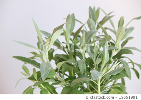 White sage 15651991