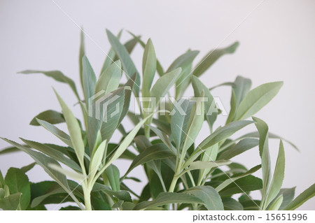 White sage White sage 15651996