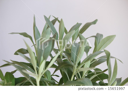 White sage White sage 15651997