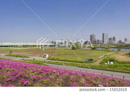 Arakawa銀行的花藝術和川口的街道 15652028