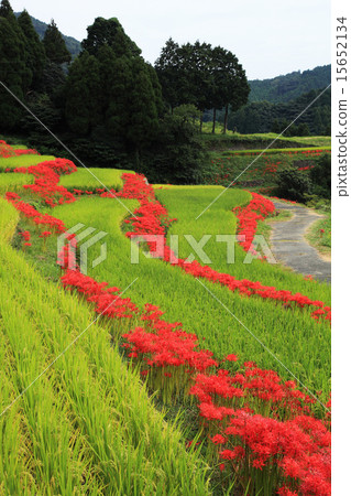 Rice terrace of Eosriyama in Ogi-shi, Saga Prefecture, autumn 15652134