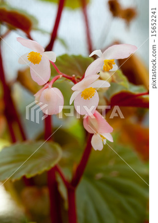 Begonia · Filipines, Family of Shrews, Luzon 15652241