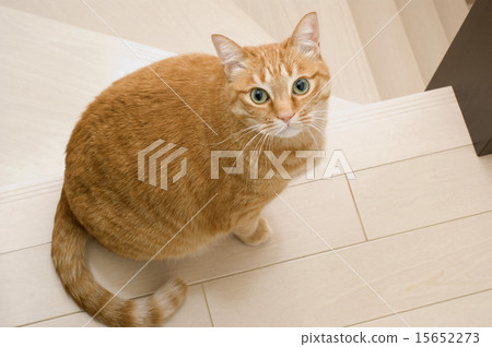 Tiger cat 15652273