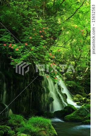 Fresh green former waterfall flowered water azalea bloom 15652563