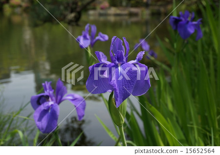 在神戶“Sagakuen”開花的沖繩bata 在神戶“Sagakuen”開花的沖繩bata 15652564