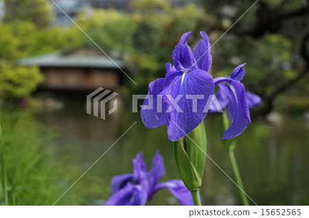 在神戶“Sagakuen”開花的沖繩bata 在神戶“Sagakuen”開花的沖繩bata 15652565