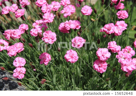 Dianeous·粉紅色的寶石 15652648