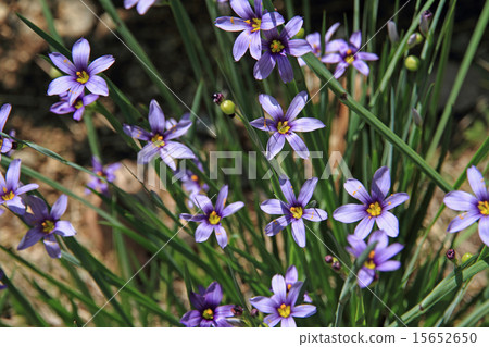 Niwazekishou Niwazekishou 15652650