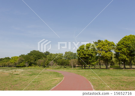 Fresh green park 15652716