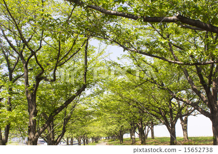 荒川銀行排成一條大道 荒川銀行排成一條大道 15652738
