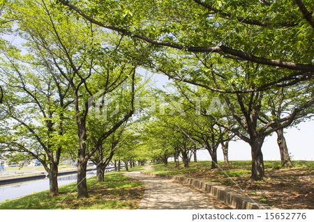 荒川銀行排成一條大道 15652776