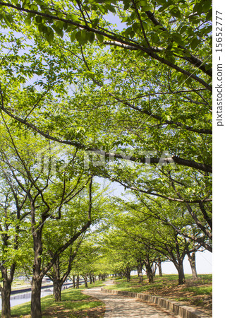 荒川銀行排成一條大道 15652777