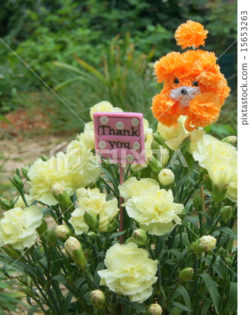 Mother's Day! Potted carnation (cream color) Mother's Day! Potted carnation (cream color) 15653263