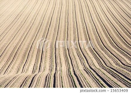 The field after the planting has ended The field after the planting has ended 15653409