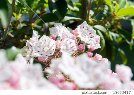 Pink Carmelia flowers Pink Carmelia flowers 15653417