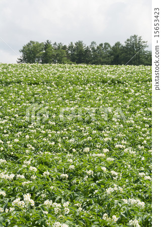 馬鈴薯田 馬鈴薯田 15653423