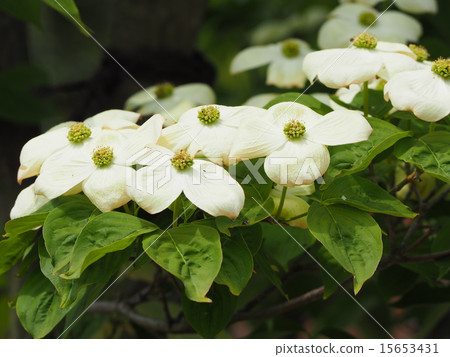 山形的照片 山形的照片 15653431