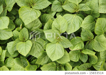 紫蘇 紫蘇 15653514