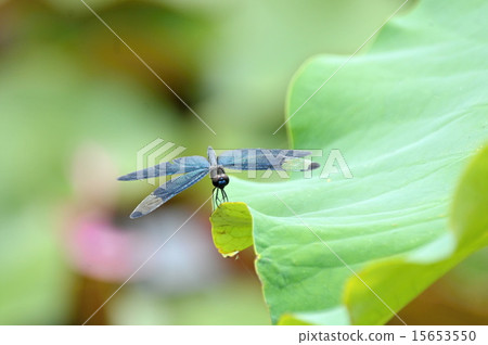 Resting of butterfly 15653550