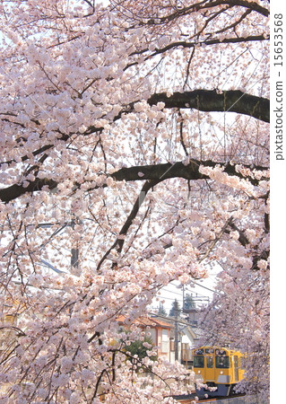 西武新宿線的櫻花·武藏關 西武新宿線的櫻花·武藏關 15653568