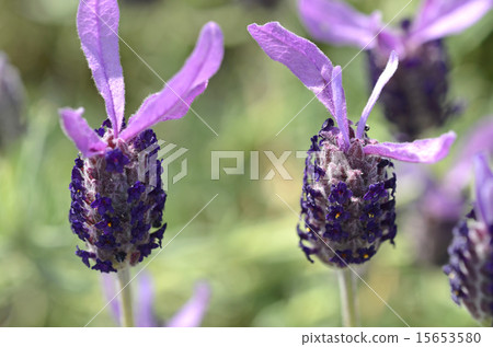  French Lavender 15653580