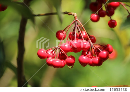 Many facts Many facts 15653588