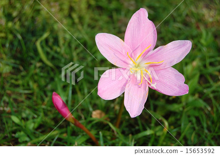 Saffron Moddoki 15653592