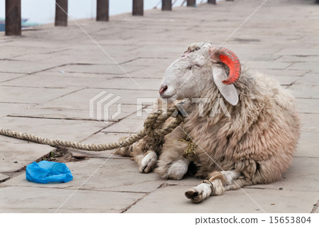 Goat with orange horns on ghat  15653804