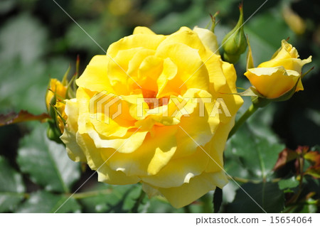 盛開的金兔子 盛開的金兔子 15654064