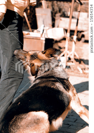 German shepherd attack German shepherd attack 15654354