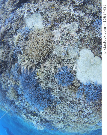 Various corals of Okinawa · Iriomote Island 15654453
