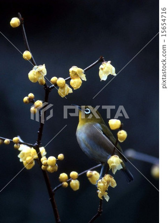 黃李子和白眼 黃李子和白眼 15654716