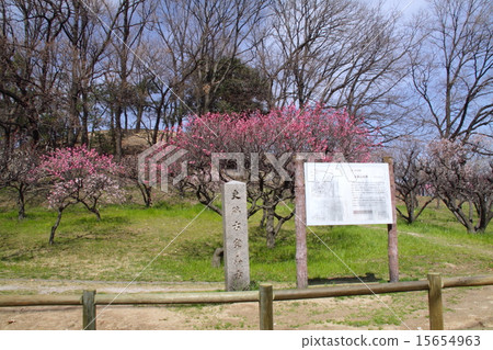 "Historic site" Komuroyama kofun and plum forest / Yukari Sanada Yukimura 15654963