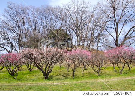 "Historic site" Komuroyama kofun and plum forest / Yukari Sanada Yukimura 15654964