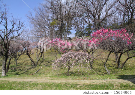 "Historic site" Komuroyama kofun and plum forest / Yukari Sanada Yukimura 15654965