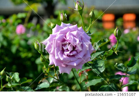 玫瑰品種：不二雄女孩 15655107