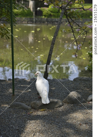 White pigeon of Tsuruoka Hachimangu Shrine 15655179