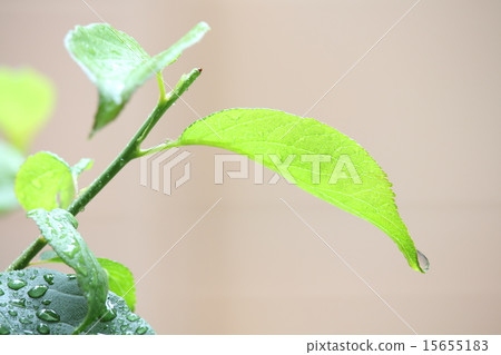 Fresh green and rain 15655183
