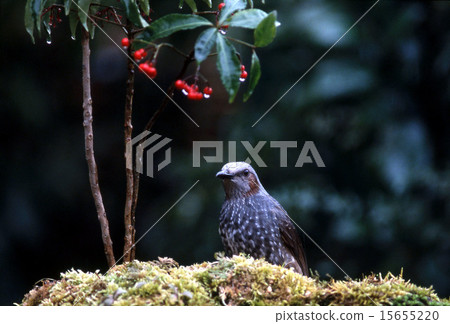 Bulbul 15655220