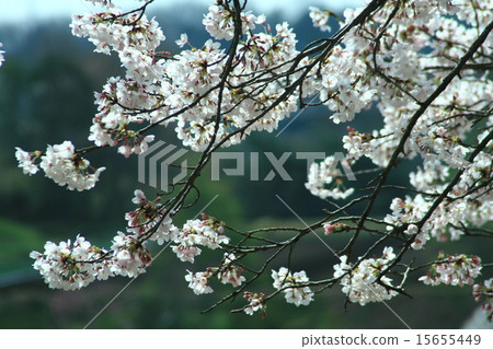 櫻花盛開 15655449