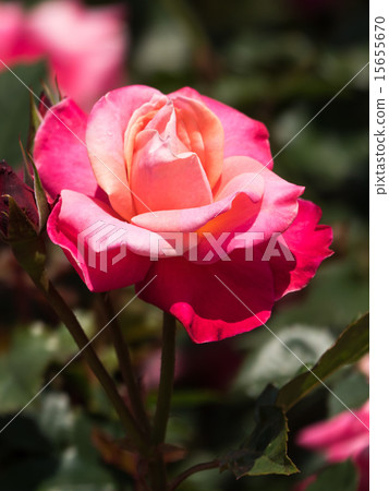 rose	 15655670