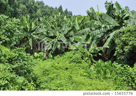 Subtropical 15655776