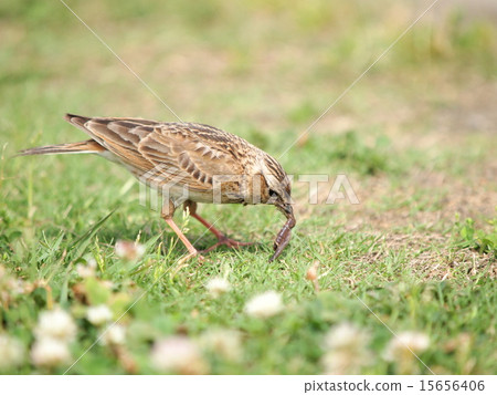 A lark that captured the earthworm A lark that captured the earthworm 15656406