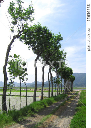 Scissors Tree Landscape Spring 15656888