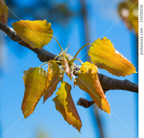 alder tree leaves. close-up 15656936