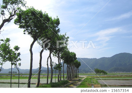 Scissors Tree Landscape Spring 15657354