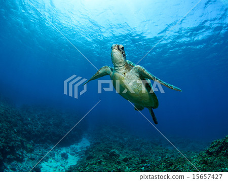 海龜 15657427